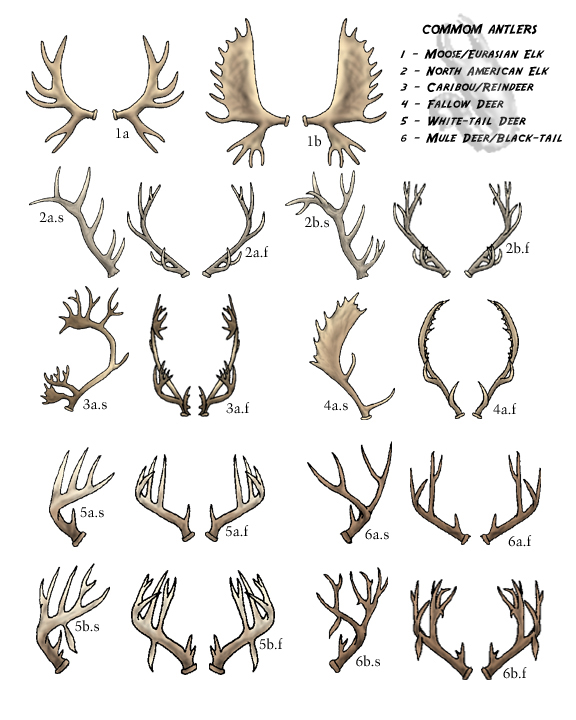 Deer Antler Size Chart