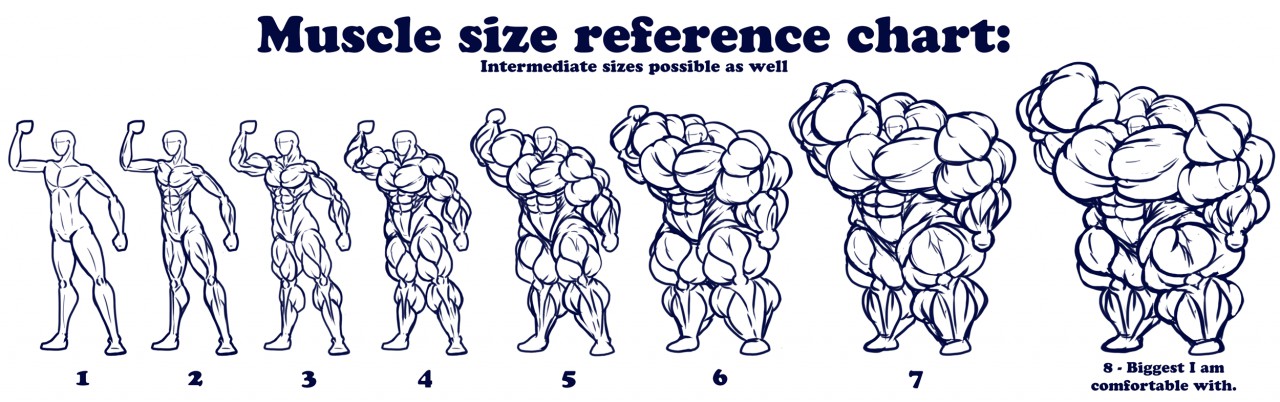 Muscle Size Chart