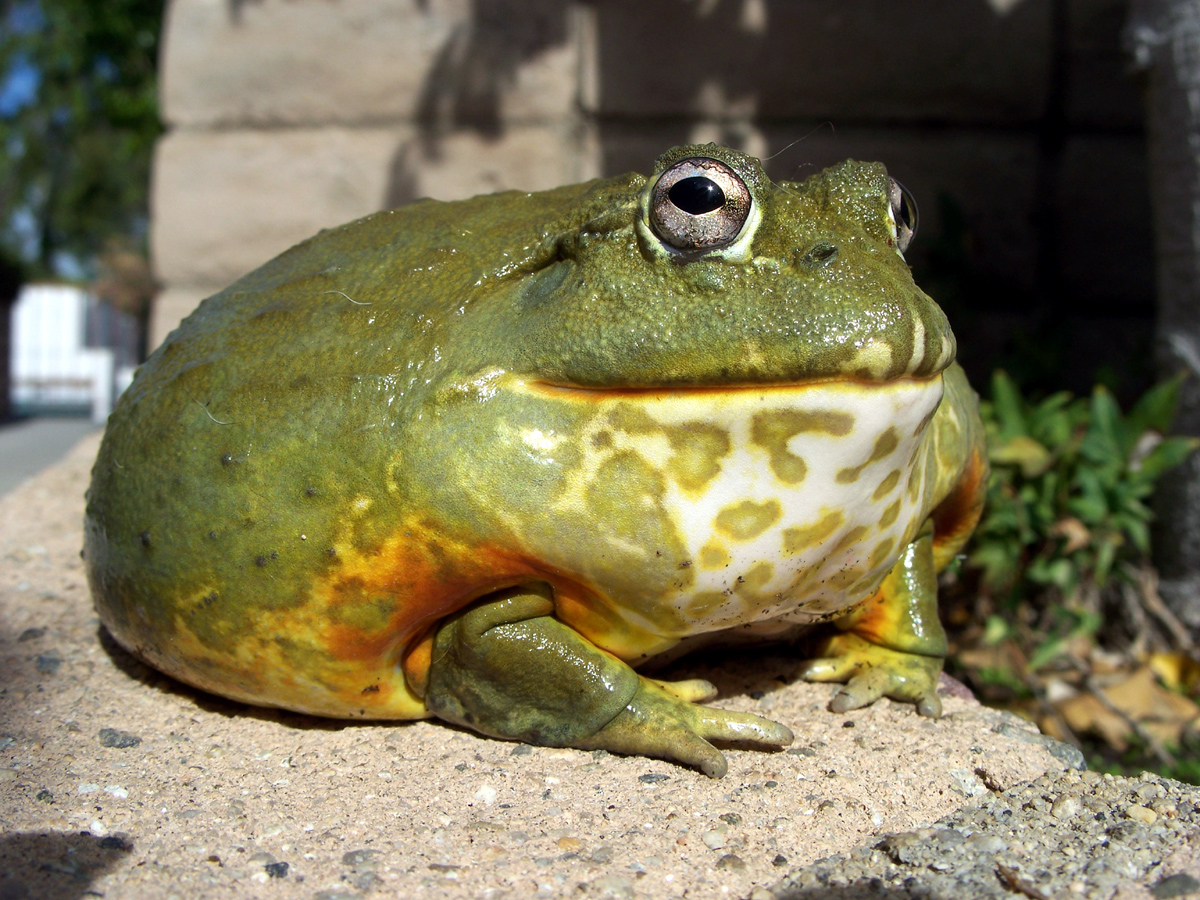 Pixie frog 2. 