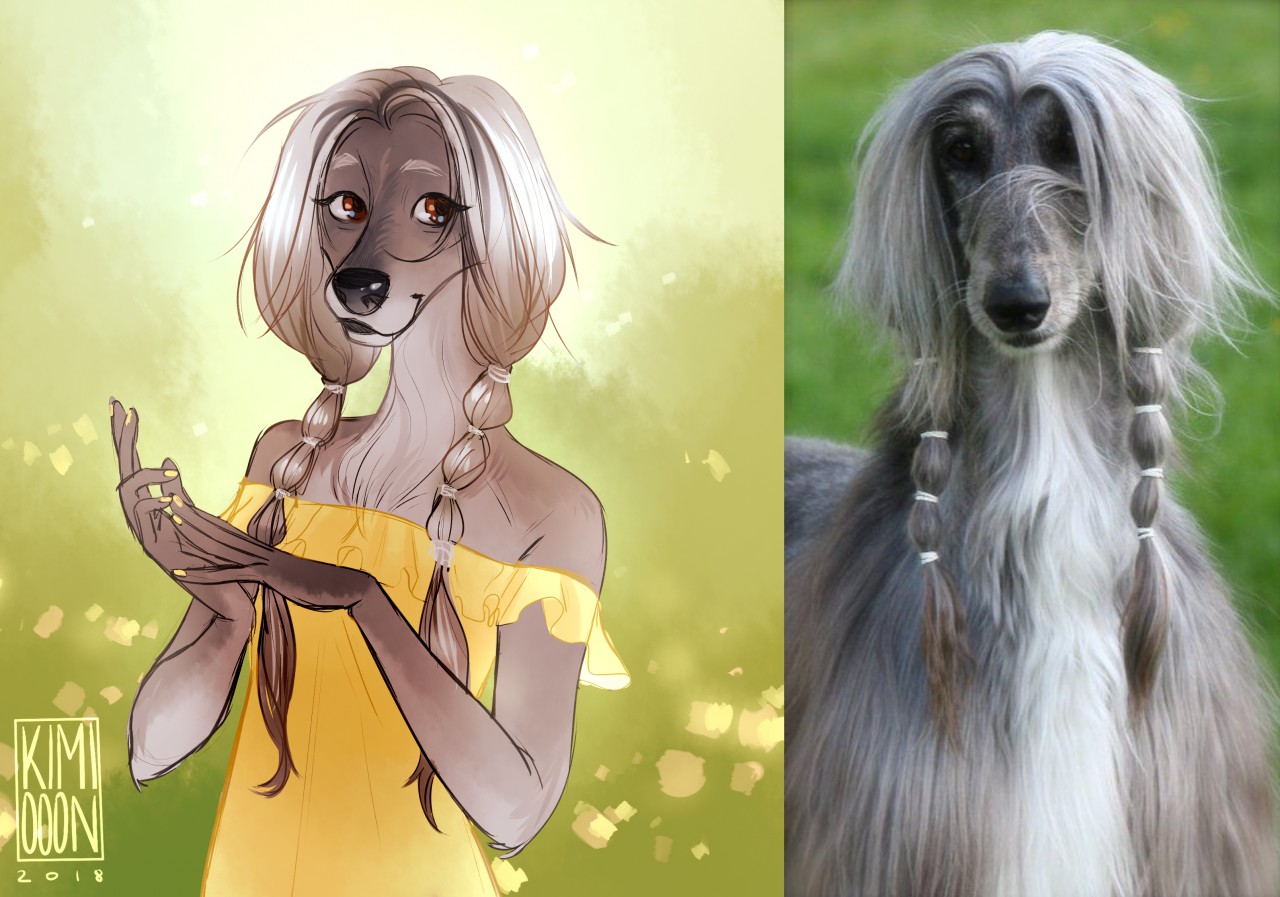 Afghan Hound By Kimiooon Fur Affinity Dot Net