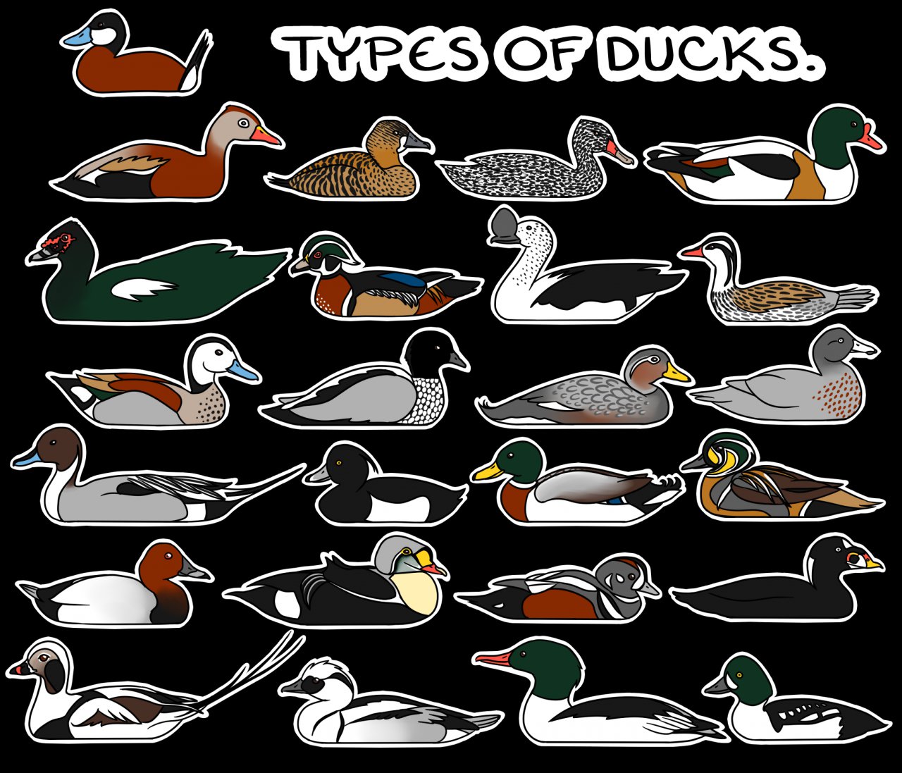 Types Of Ducks By Pardalote42 Fur Affinity Dot Net,Crib Tents Aap