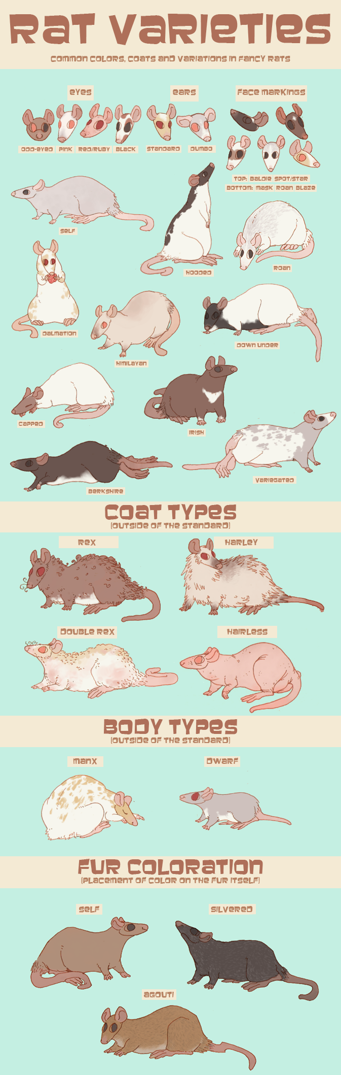 Rat Color Chart