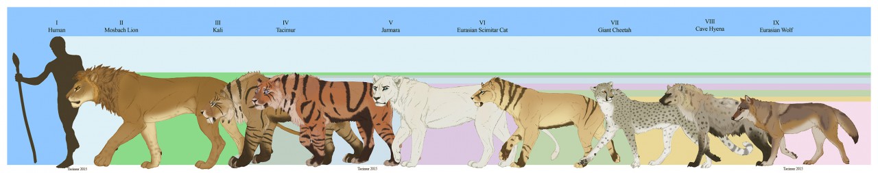 Tiger Lion Size Chart