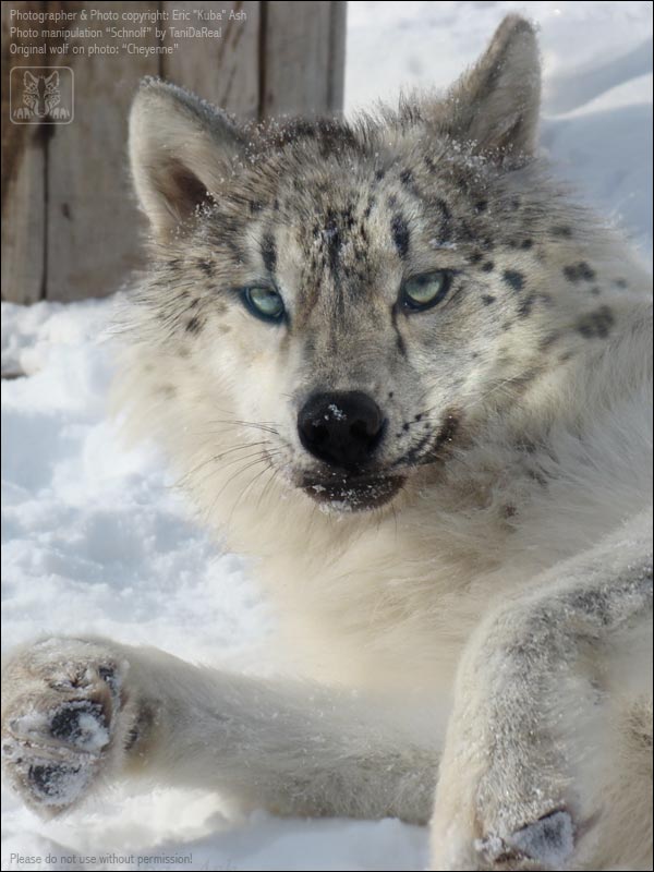Featured image of post Anime Snow Leopard Wolf Hybrid But this is only the beginning of his troubles