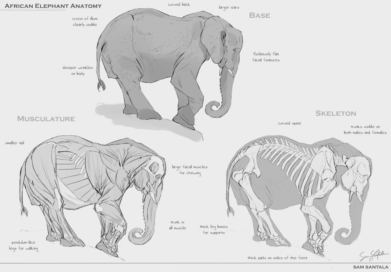 African Elephant Anatomy by tchuk -- Fur Affinity [dot] net